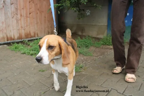 Pies do adopcji, Nowy Dwór Mazowiecki, 28 lipca 2025 (5/5)