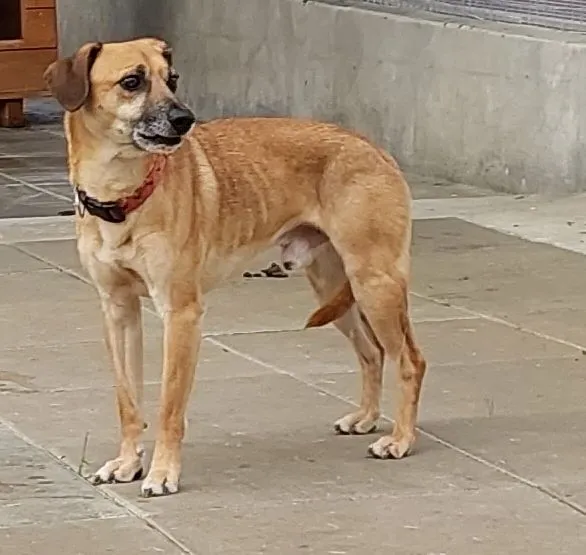 Znaleziono psa, Gdańsk, 27 lipca 2025