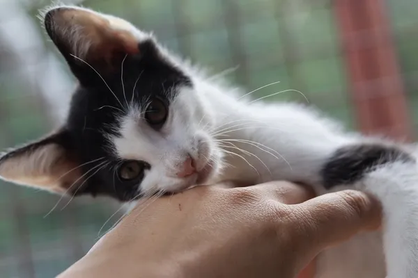 Kot do adopcji, Dłużyna Górna, 28 lipca 2025 (3/5)