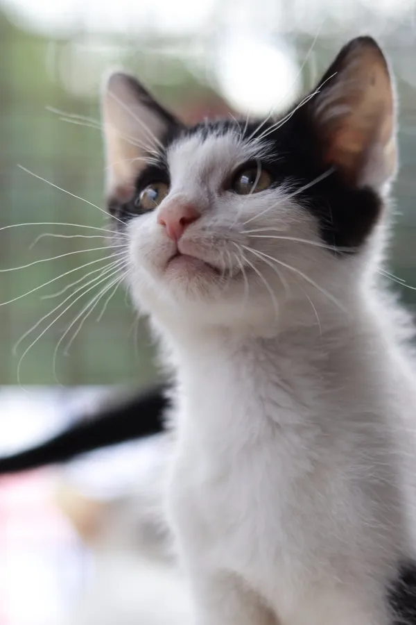 Kot do adopcji, Dłużyna Górna, 28 lipca 2025 (4/5)