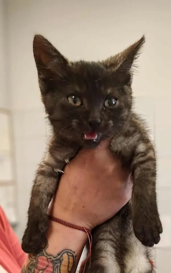 Znaleziono kota, Lublin, 25 lipca 2025