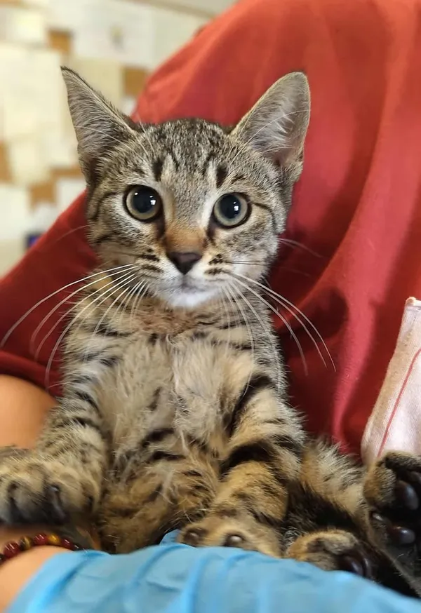 Znaleziono kota, Lublin, 25 lipca 2025