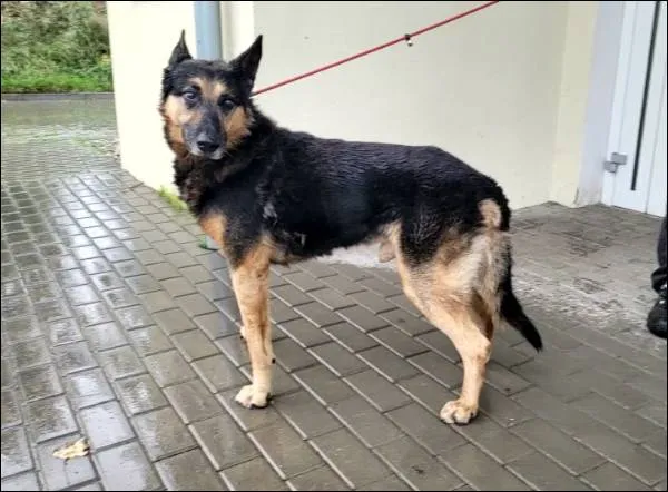 Znaleziono psa, Grudziądz, 28 lipca 2025