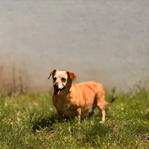 Pies do adopcji, Kraków, 14 lipca 2025