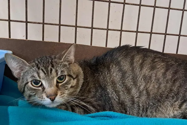 Kot do adopcji, Olsztyn, 7 lipca 2025