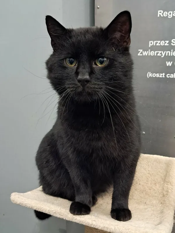 Kot do adopcji, Olsztyn, 6 lipca 2025 (2/4)