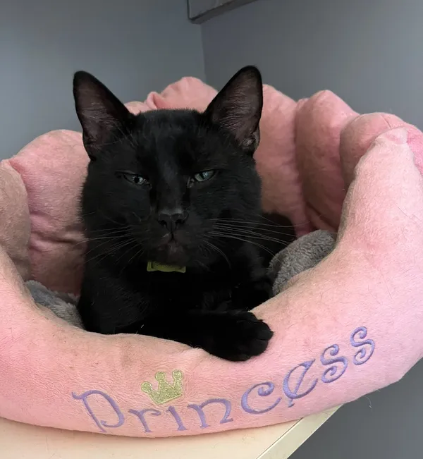 Kot do adopcji, Olsztyn, 6 lipca 2025 (3/4)