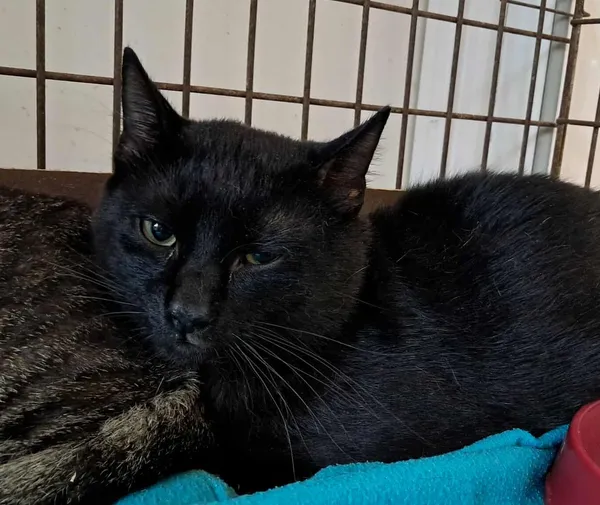 Kot do adopcji, Olsztyn, 6 lipca 2025 (4/4)