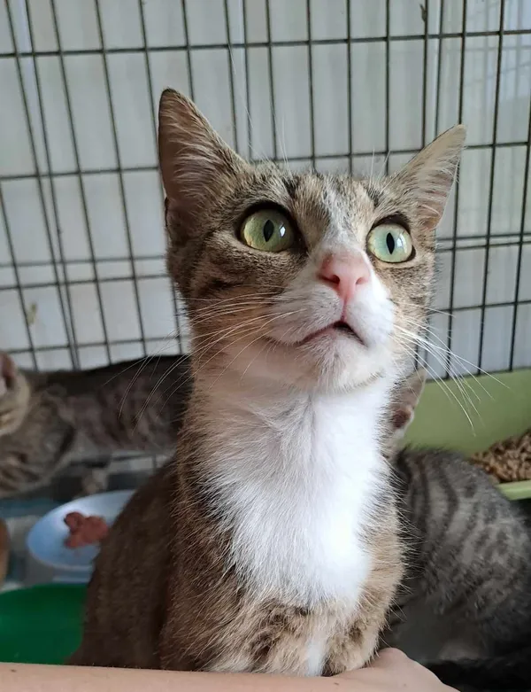 Kot do adopcji, Olsztyn, 27 czerwca 2025 (1/5)