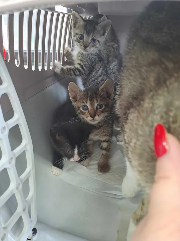 Kot do adopcji, Olsztyn, 27 czerwca 2025 (3/5)