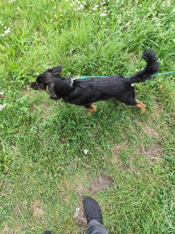 Znaleziono psa, Wrocław, Brochów, 29 lipca 2025 (1/2)