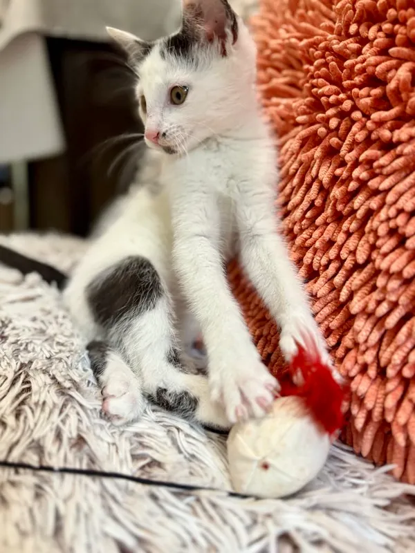 Kot do adopcji, Jelenia Góra, 17 lipca 2025 (2/4)