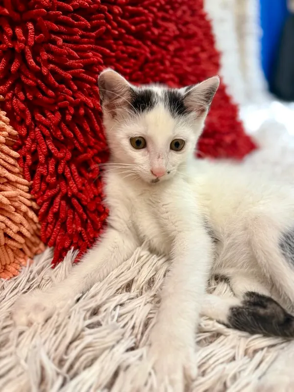 Kot do adopcji, Jelenia Góra, 17 lipca 2025 (4/4)