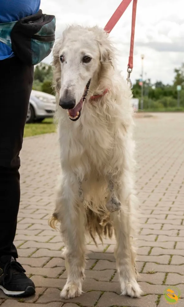 Znaleziono psa, Skałowo, 29 lipca 2025 (2/3)