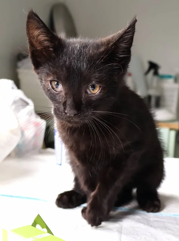 Znaleziono kota, Łódź, 29 lipca 2025 (2/3)