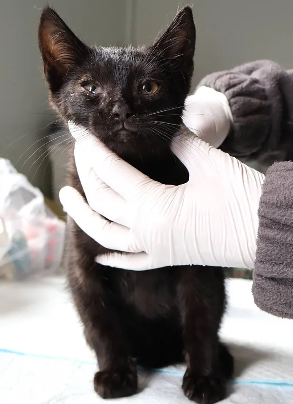 Znaleziono kota, Łódź, 29 lipca 2025 (3/3)