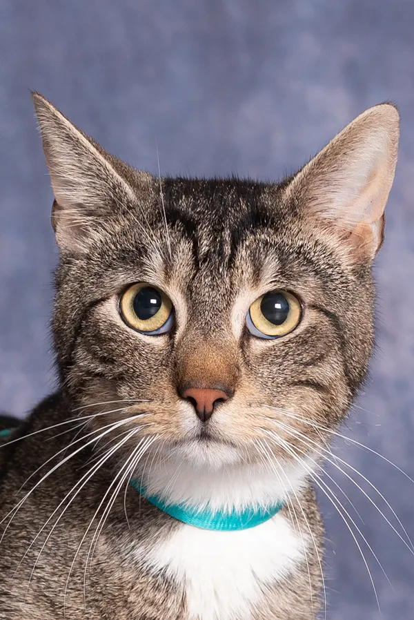 Kot do adopcji, Gdańsk, 29 czerwca 2025