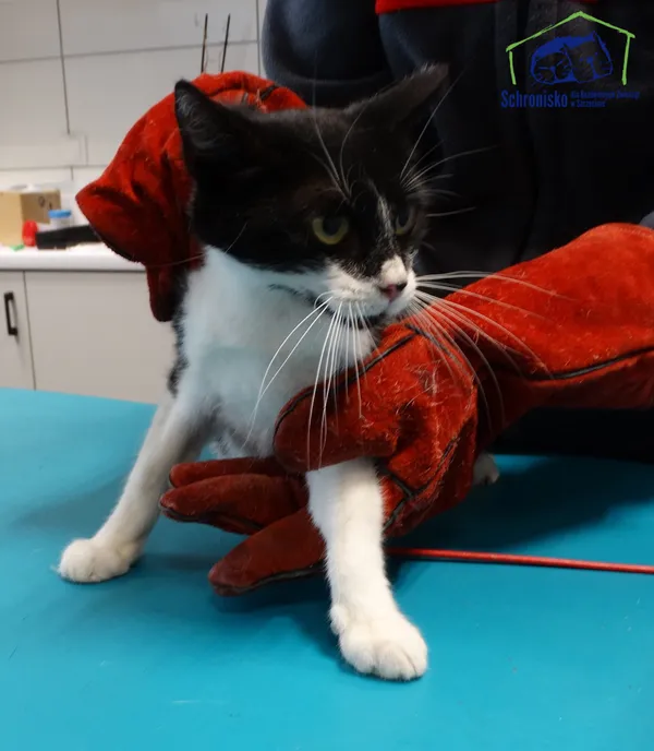 Znaleziono kota, Szczecin, 29 lipca 2025