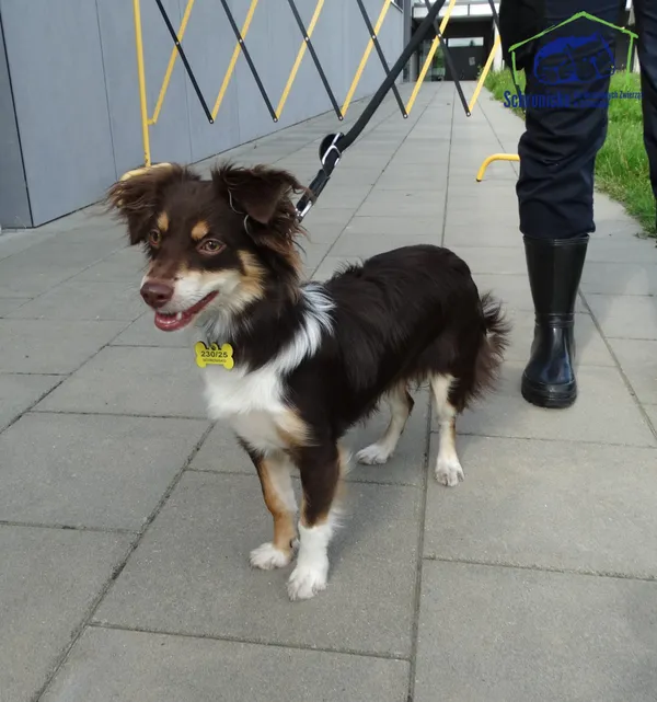 Znaleziono psa, Szczecin, 29 lipca 2025