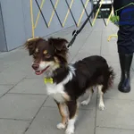Znaleziono psa