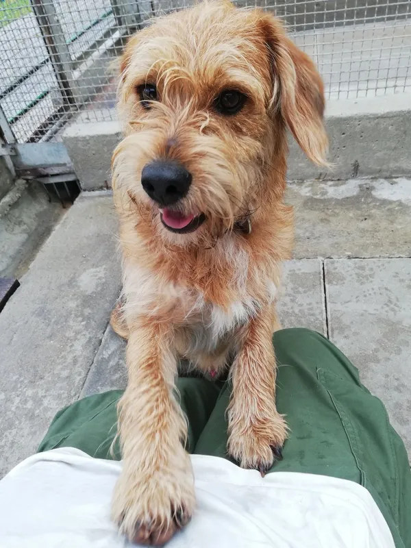 Znaleziono psa, Gdańsk, 29 lipca 2025