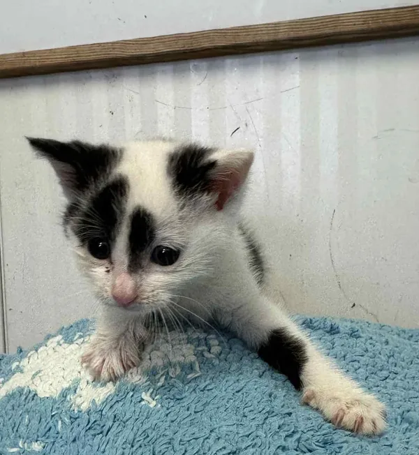 Znaleziono kota, Gdańsk, 28 lipca 2025