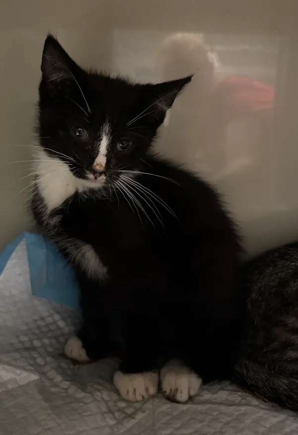 Znaleziono kota, Gdańsk, 28 lipca 2025