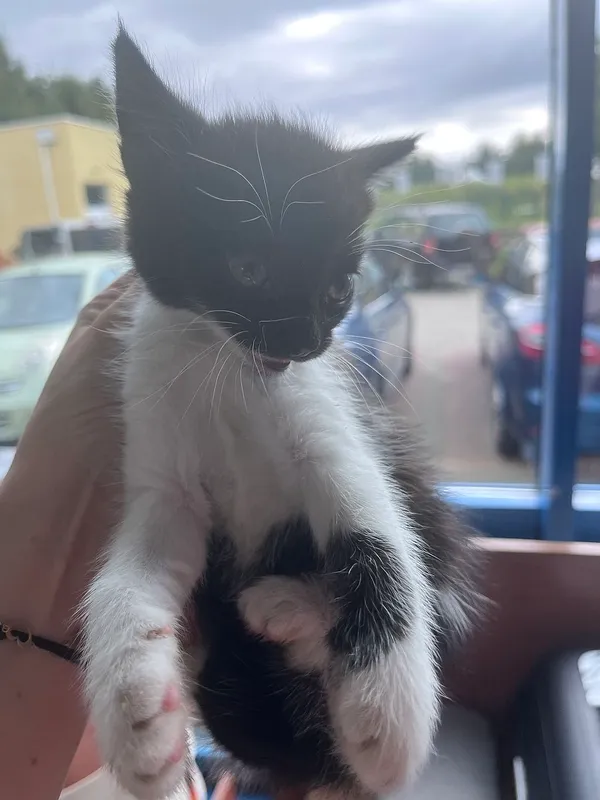 Znaleziono kota, Gdańsk, 28 lipca 2025