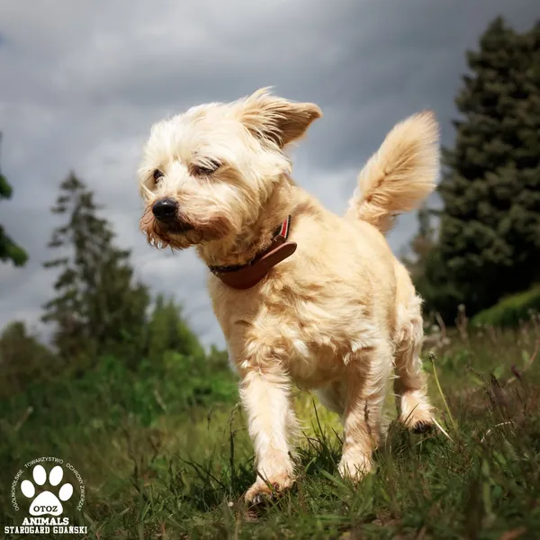 Pies do adopcji, Starogard Gdański, 28 lipca 2025 (2/3)