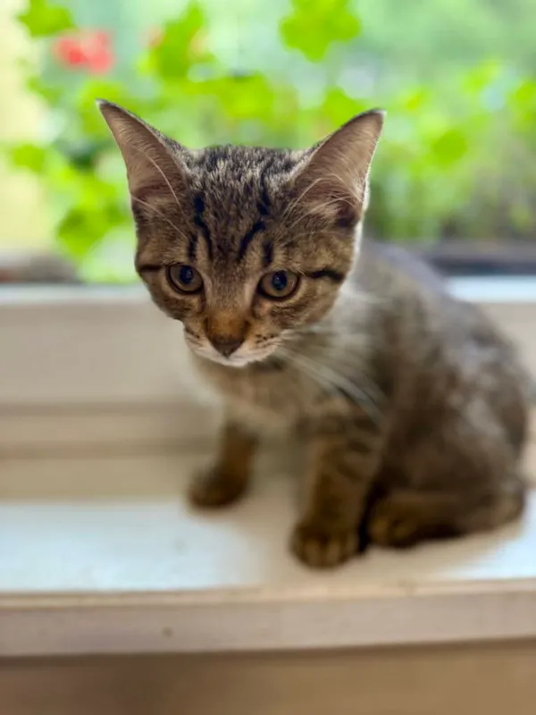 Kot do adopcji, Jelenia Góra, 24 lipca 2025 (3/4)