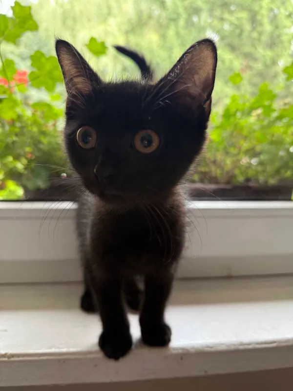 Kot do adopcji, Jelenia Góra, 24 lipca 2025 (1/4)