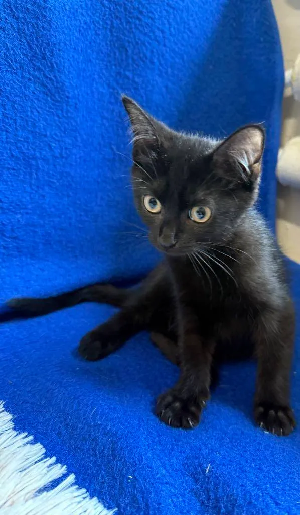 Kot do adopcji, Jelenia Góra, 24 lipca 2025 (2/4)