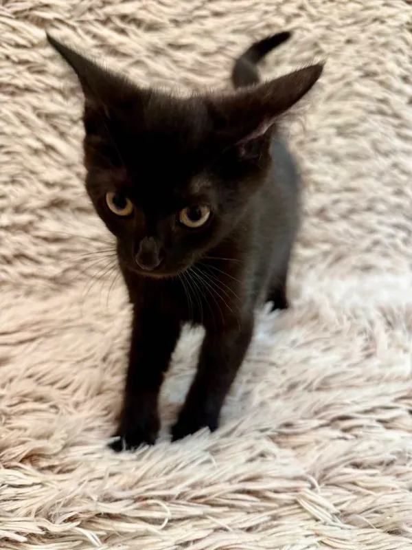 Kot do adopcji, Jelenia Góra, 24 lipca 2025 (3/4)