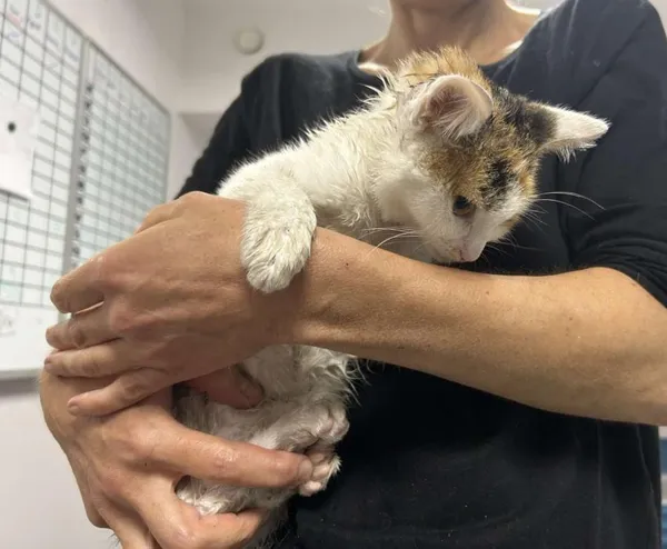 Znaleziono kota, Toruń, 28 lipca 2025