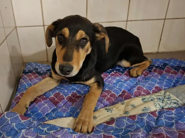 Znaleziono psa, Toruń, 27 lipca 2025