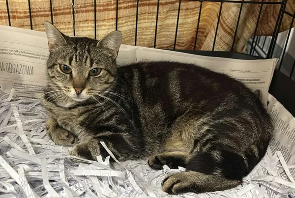 Znaleziono kota, Toruń, 27 lipca 2025