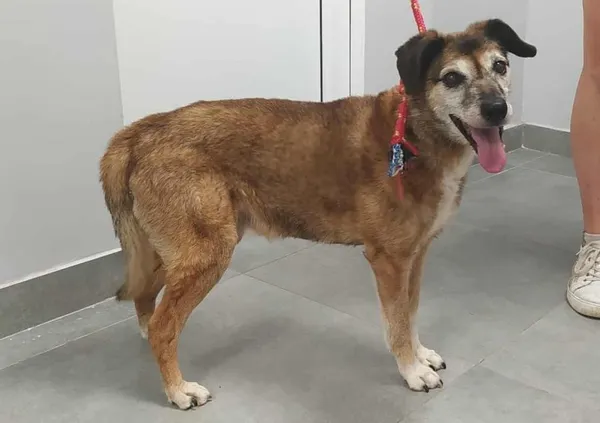 Znaleziono psa, Toruń, 26 lipca 2025