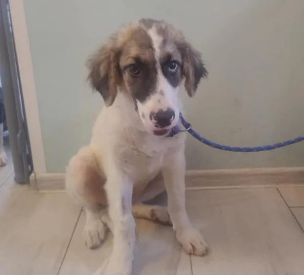 Znaleziono psa, Toruń, 26 lipca 2025