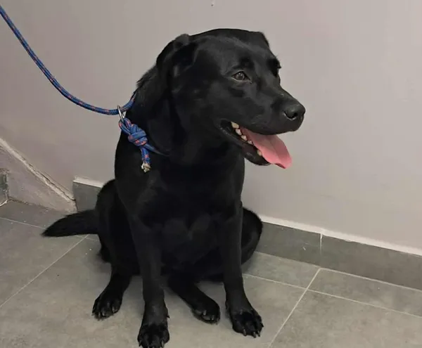 Znaleziono psa, Toruń, 25 lipca 2025