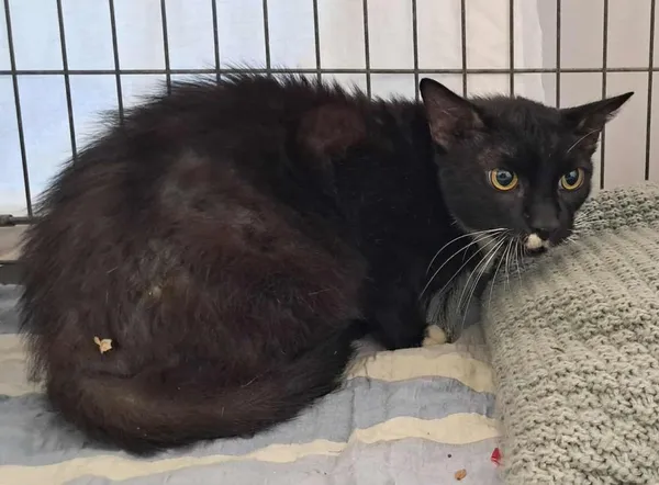 Znaleziono kota, Toruń, 25 lipca 2025