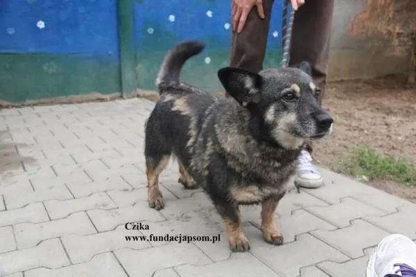Pies do adopcji, Nowy Dwór Mazowiecki, 29 lipca 2025 (5/5)