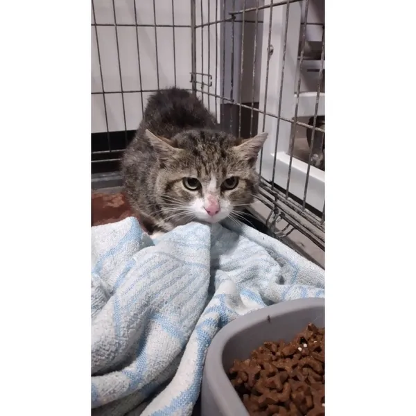 Znaleziono kota, Białystok, 28 lipca 2025