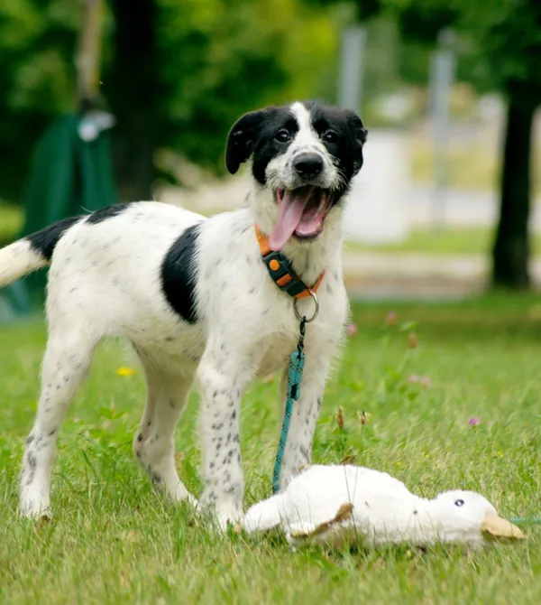 Pies do adopcji, Konin, 12 czerwca 2025 (1/3)