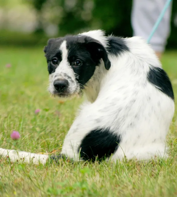 Pies do adopcji, Konin, 12 czerwca 2025 (2/3)