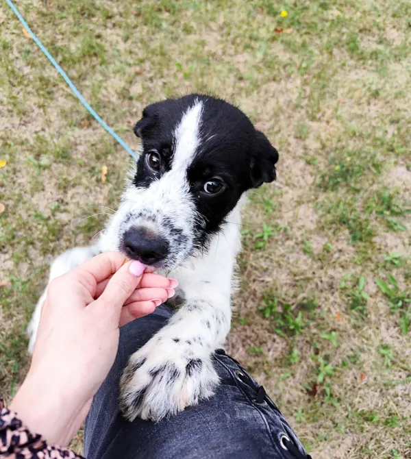 Pies do adopcji, Konin, 12 czerwca 2025 (3/3)