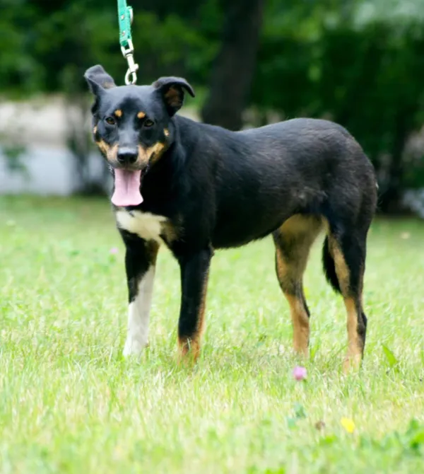 Pies do adopcji, Konin, 26 kwietnia 2025 (2/3)