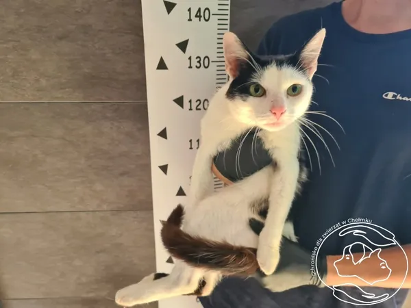 Znaleziono kota, Chełmek, 28 lipca 2025