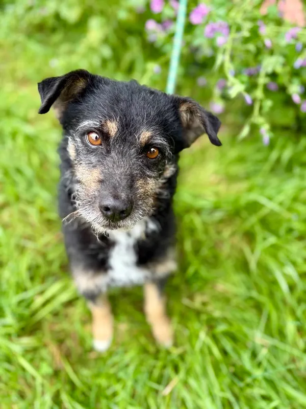 Pies do adopcji, Jelenia Góra, 8 lipca 2025 (1/4)