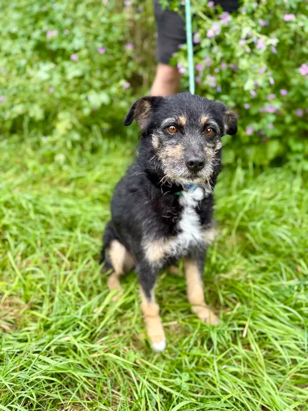 Pies do adopcji, Jelenia Góra, 8 lipca 2025 (2/4)