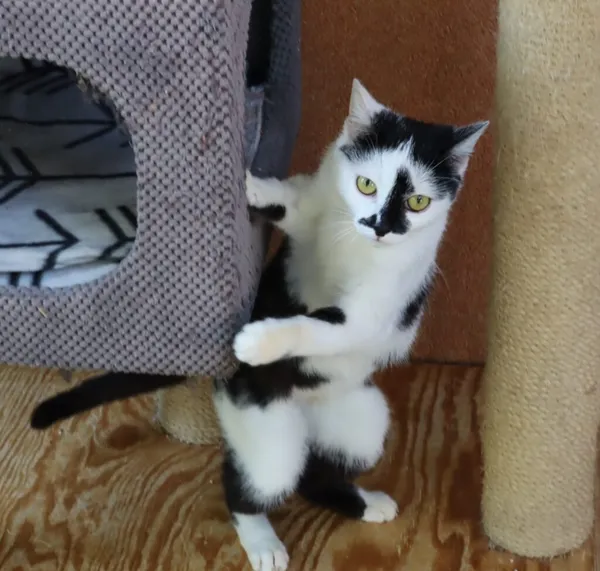 Kot do adopcji, Częstochowa, 5 lutego 2025 (1/4)